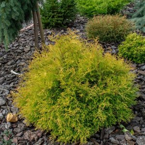 Tuja západná (Thuja occidentalis) ´RHEINGOLD´ - výška 20-30 cm, kont. C5L